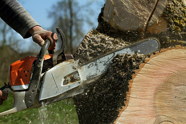 Dead Tree Removal in Highland, KS